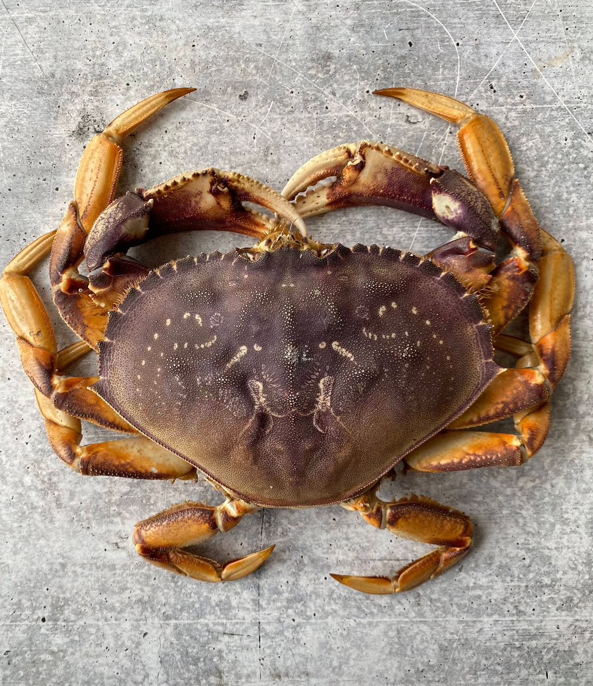 Dungeness crab on a metal table