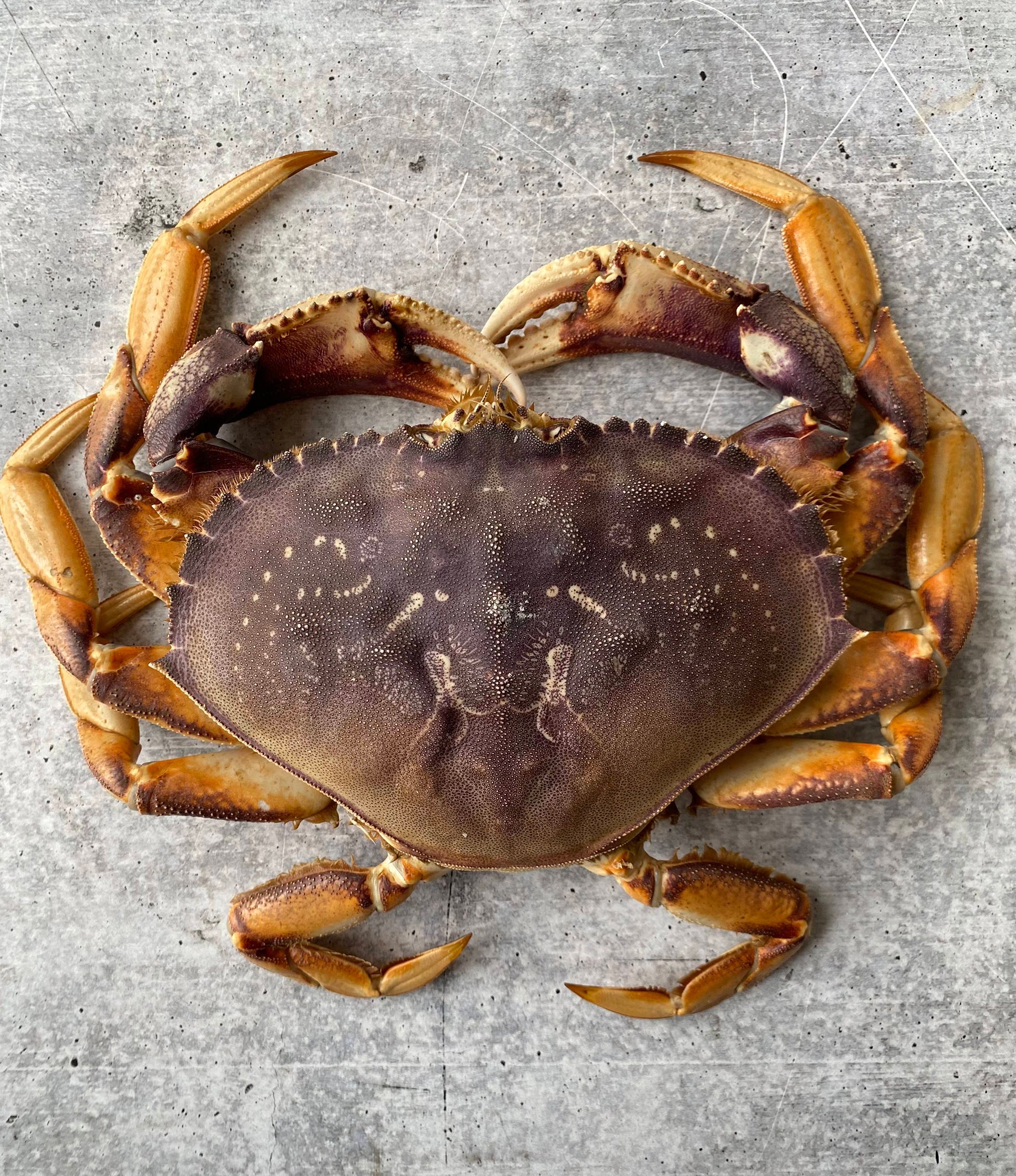 A selection of vibrant live Dungeness crabs, captured just after being sourced from the Pacific waters, highlighting their freshness and quality available at GlobalSeafoods.com