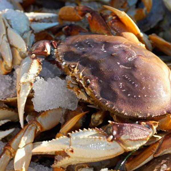 Live Dungeness crabs in pristine condition, available at Global Seafoods, ideal for creating a gourmet seafood experience at home
