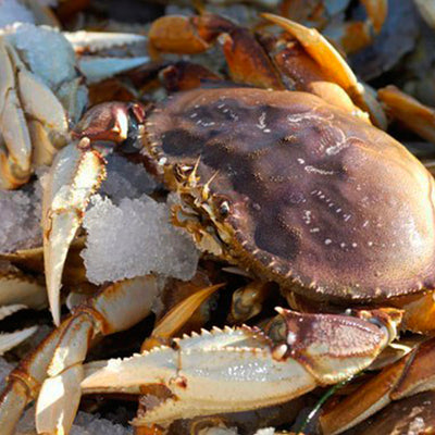 Cangrejo Dungeness fresco en vivo: un manjar exquisito de Global Seafoods