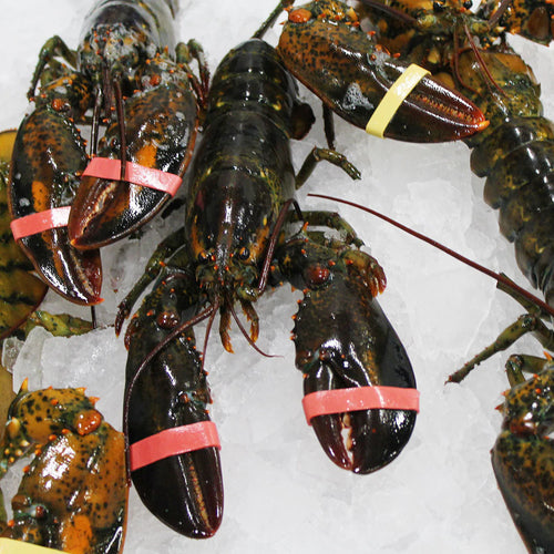 Live cold water lobsters displayed on a white table, highlighting their dark shells and fresh, wild-caught quality
