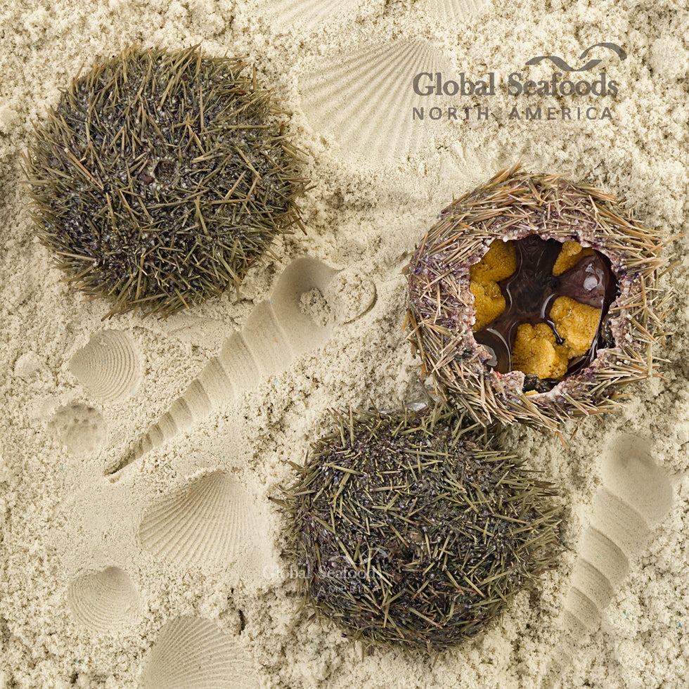 Live green sea urchin opened on sand, revealing fresh golden uni inside, surrounded by two whole sea urchins for a premium seafood presentation