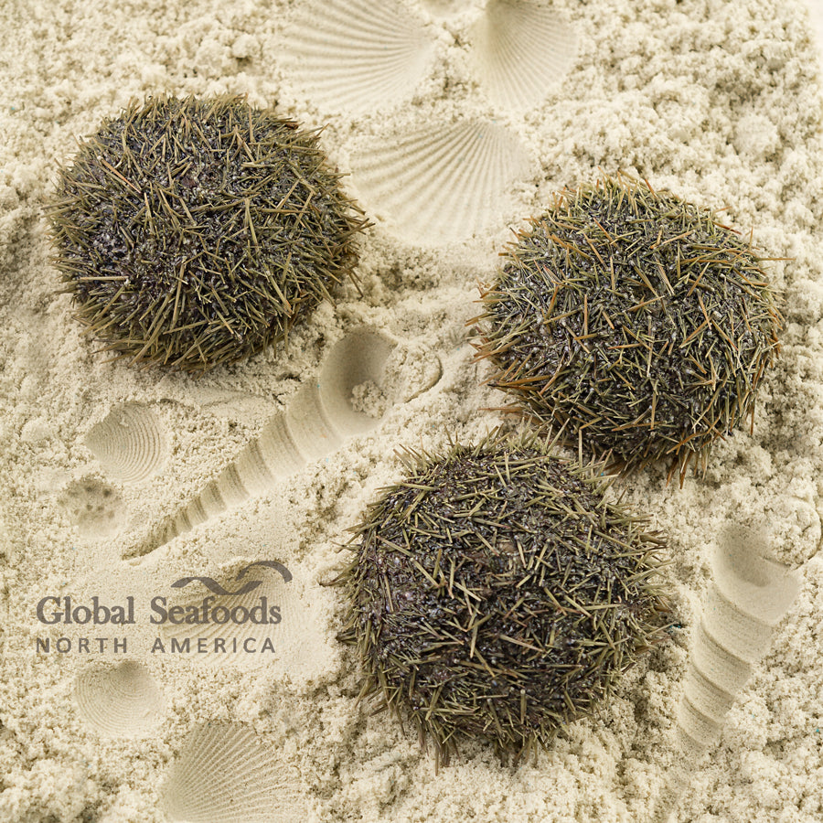 Three live green sea urchins resting on sand, displaying their spiny shells and natural texture in a fresh coastal setting