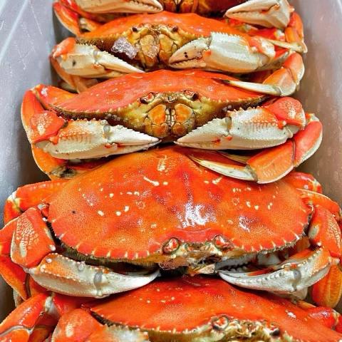 Cooked Dungeness crabs arranged in a box