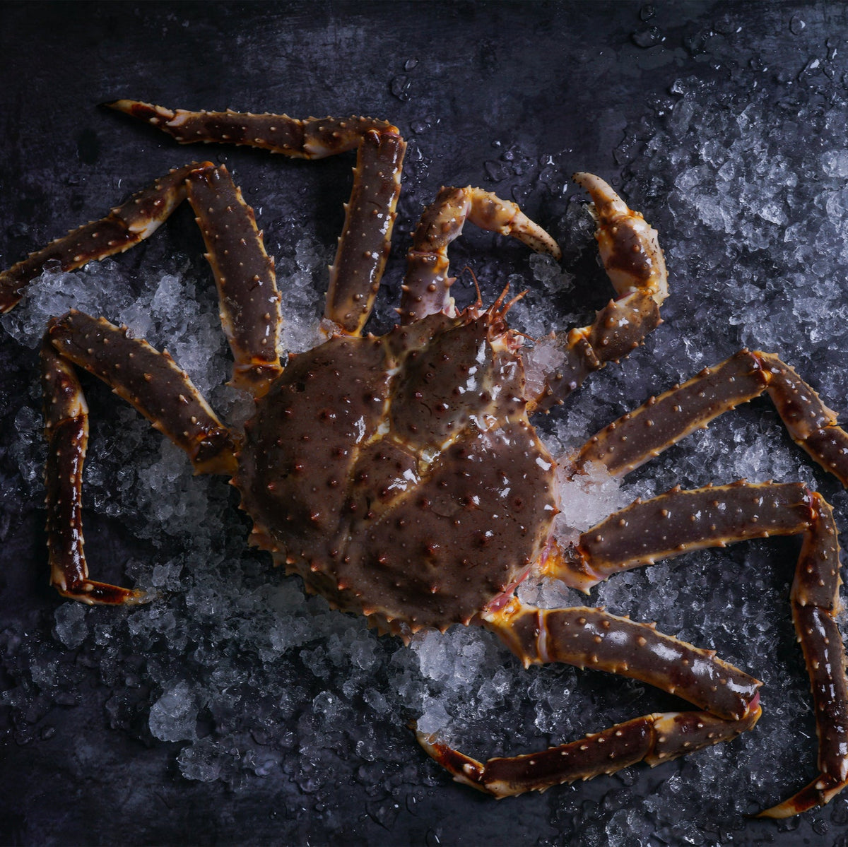 Whole king crab resting on ice