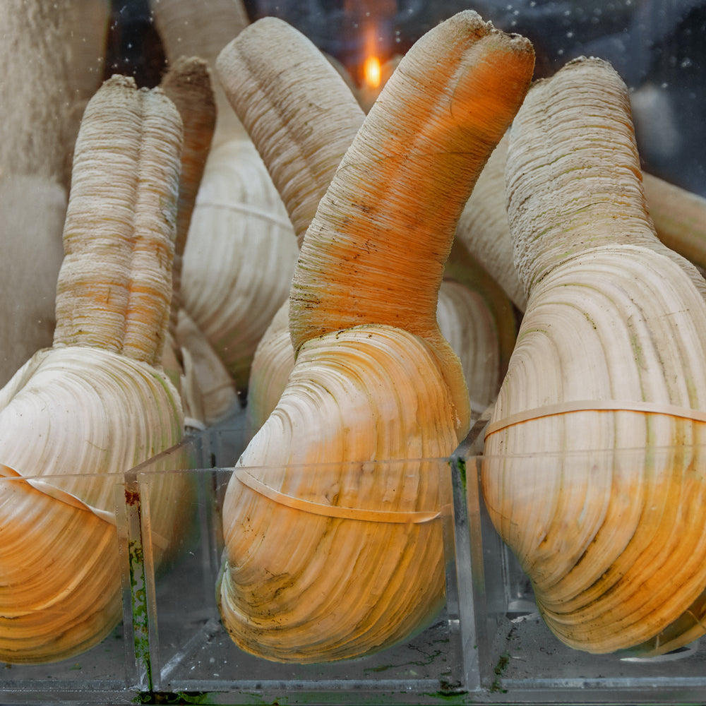 Fresh live geoducks arranged on a wet surface, highlighting their large shells and extended siphons, ideal for sashimi or hot pot
