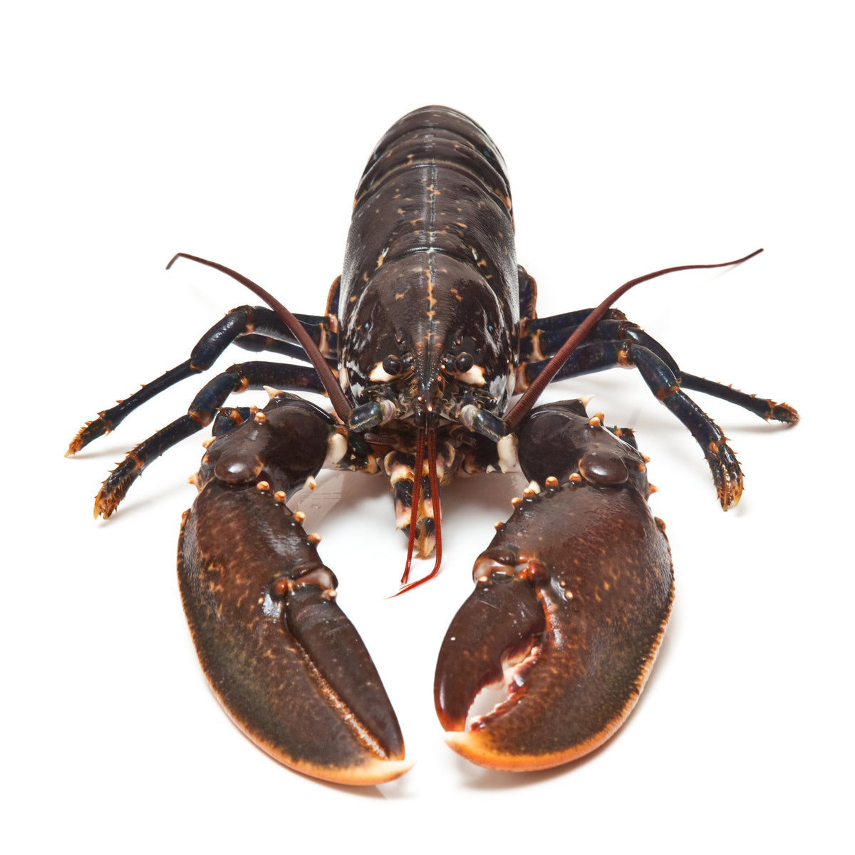 Large whole lobster with prominent claws