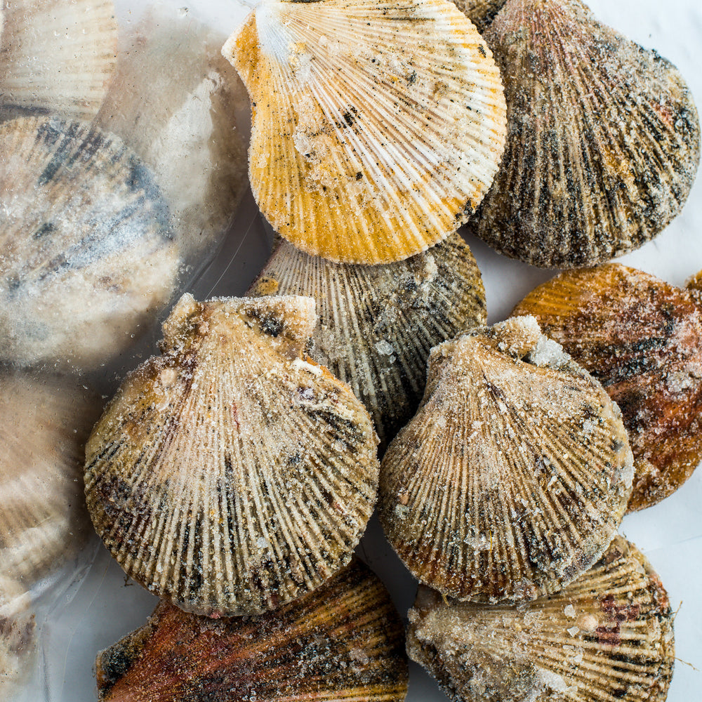 Live scallops in closed shells, displayed fresh and unshucked, highlighting their natural texture and premium quality