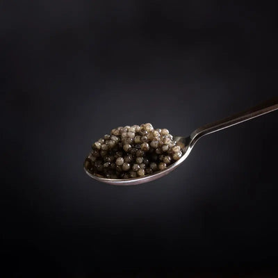 White sturgeon caviar served on a silver spoon, highlighting its glossy black pearls and luxurious presentation