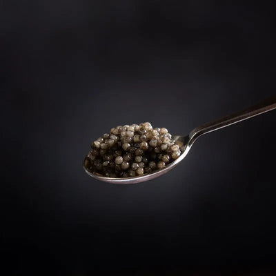 White Sturgeon Black Caviar