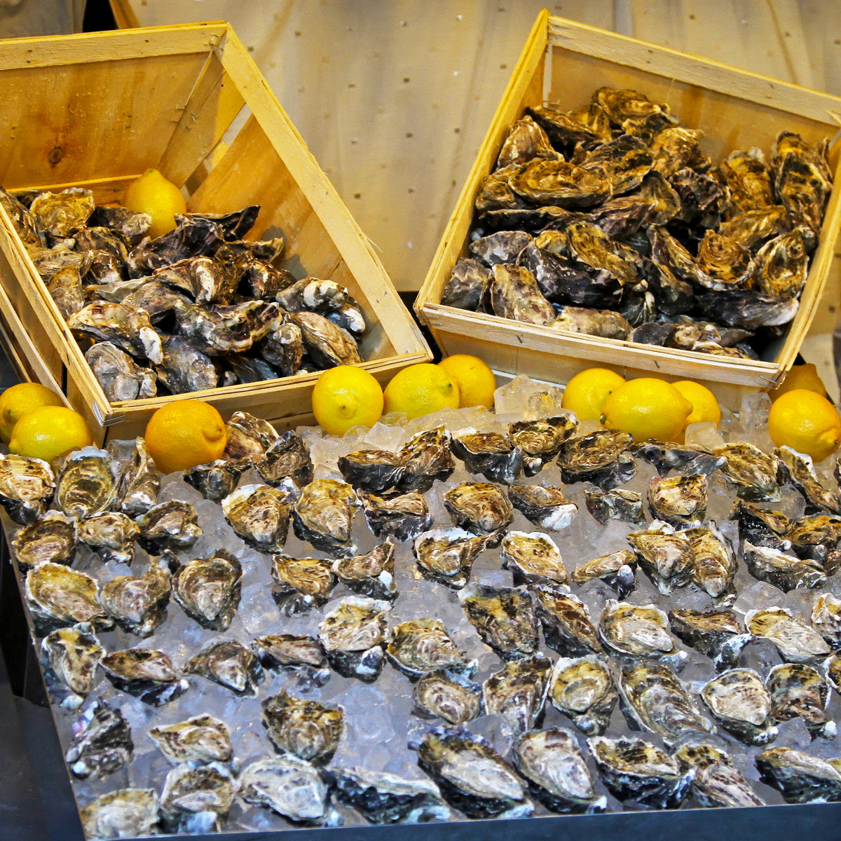 Oysters displayed on ice with boxes of oysters behind them