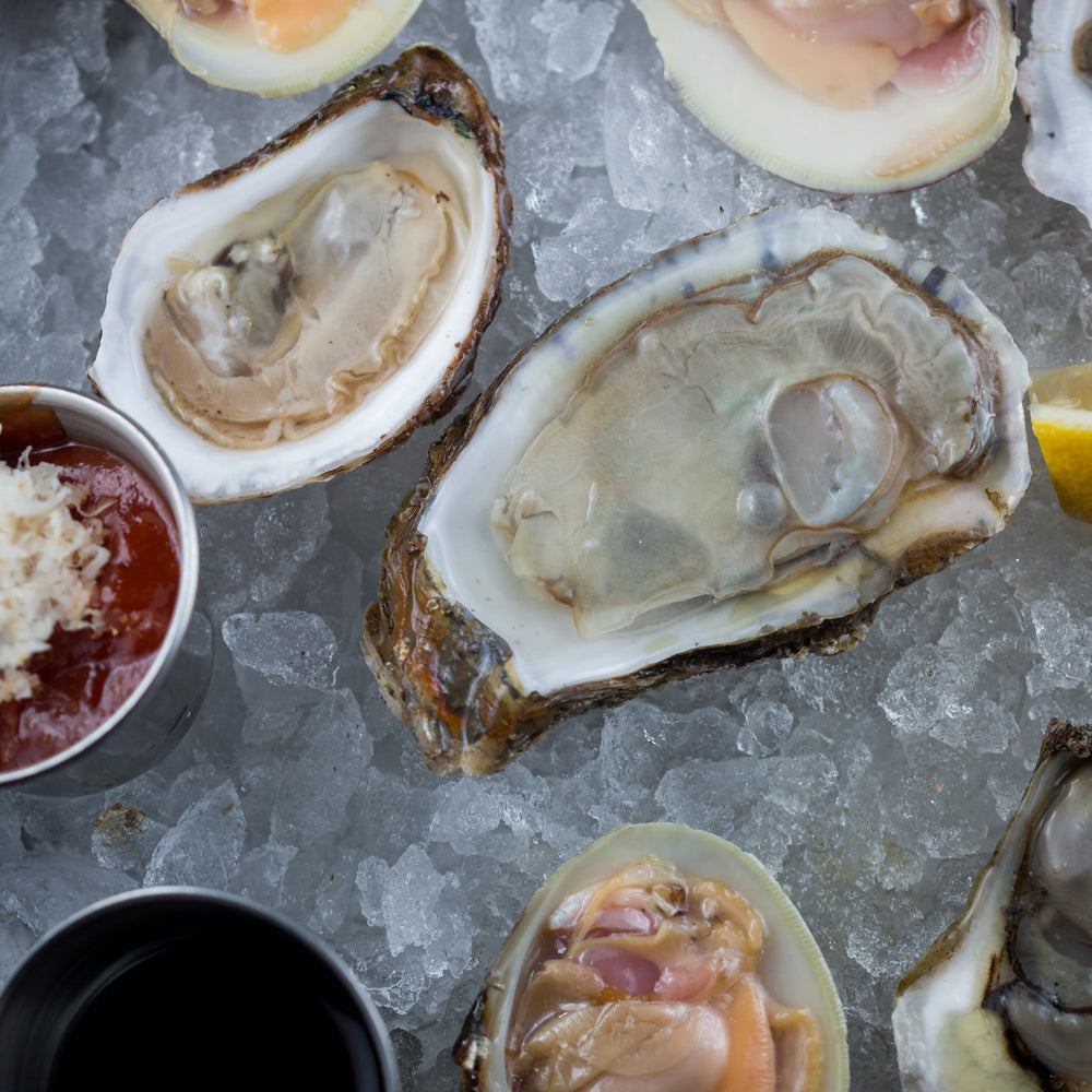 Fresh Willapa Bay oysters from the Pacific Northwest, freshly shucked and displayed on ice to showcase their premium quality and freshness