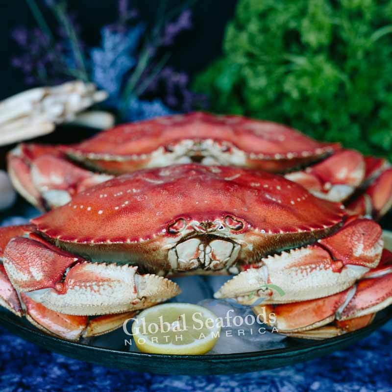 Whole cooked Dungeness crab