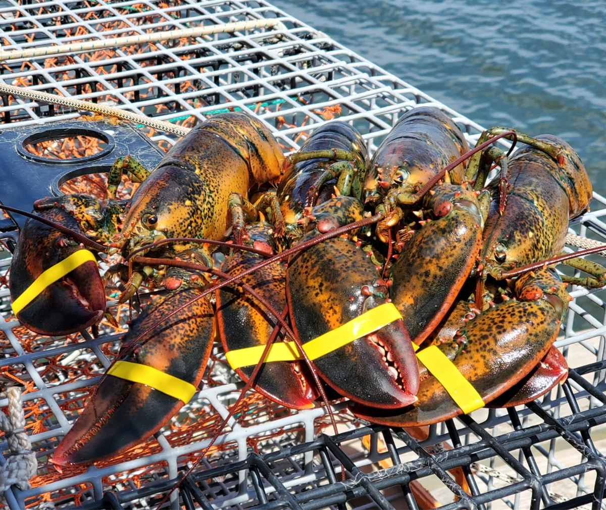 Maine lobster in a fishing pot