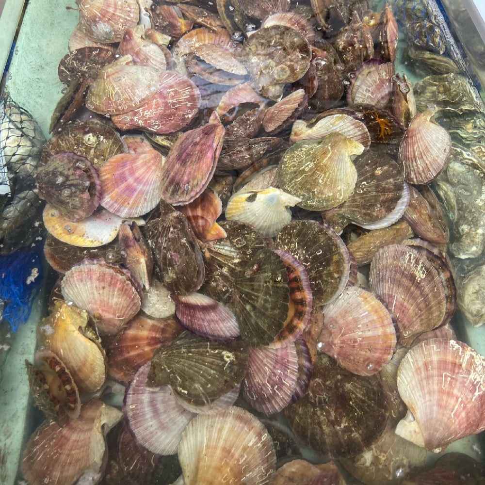 Live pink scallops in a water tank, showcasing their natural shells and freshness for premium seafood selection